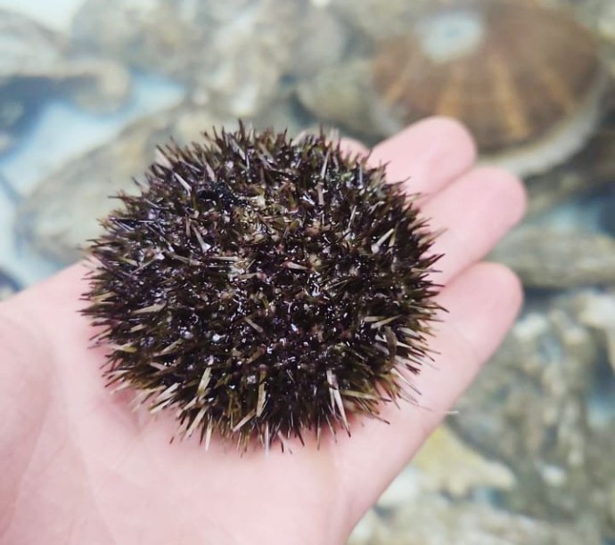 Морские ежи из Приморья покоряют азиатский рынок по цене до 300 долларов за килограмм Морские ежи из Приморья покоряют азиатский рынок по цене до 300 долларов за килограмм
