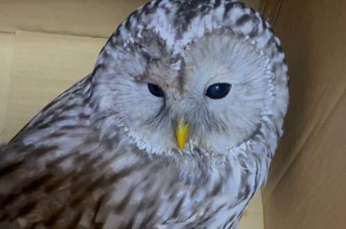 В Приамурье спасли двух сов, попавших в ДТП