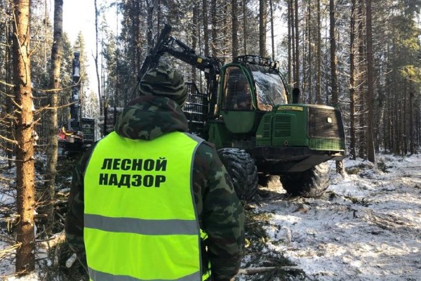 Арендатор лесного участка в Ярославской области возместил более 7 млн рублей за уничтожение молодых деревьев