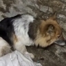 Охранявшую тела своих убитых хозяев собаку сняли на видео в Курской области
