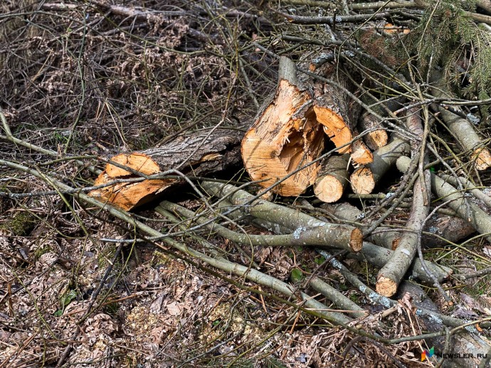 В Кирове вырубят деревья за 61 миллион рублей