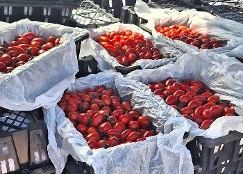 В Приамурье из Китая пытались завезти почти 200 килограммов зараженных томатов