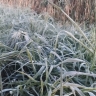 Первые заморозки ударили по югу Сахалина