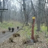 В Башкирии в объектив фотоловушки попало стадо кабанов
