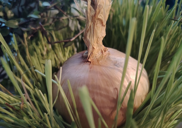 Праздник лука в мордовском селе Кечушево получил грант Президентского Фонда культурных инициатив