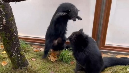 Уникальные кадры: петербургские бинтуронги играют, а не чинно отдыхают