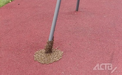 В Анивском районе пчёлы облюбовали детскую площадку