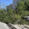 В Туле на Болдина упало дерево: пострадали два автомобиля