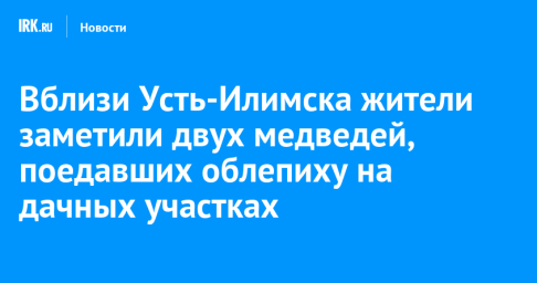 Вблизи Усть-Илимска жители заметили двух медведей, поедавших облепиху на дачных участках