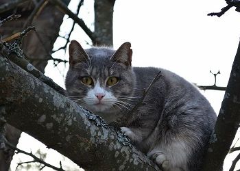 Нерешительность спасет Раков от дурацкой ошибки, Тельцам придется быть грубыми, чтобы урвать минуту покоя