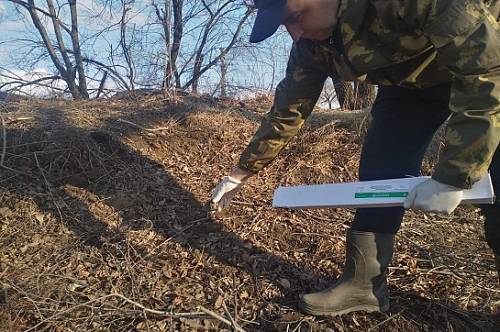 Вакцину от бешенства раскладывают в амурских лесах