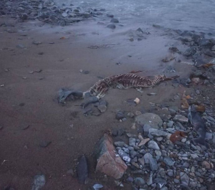 Приморская экосистема под угрозой: берег в Приморье превратился в кладбище нерп