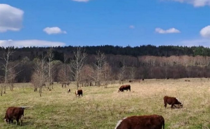 На Сахалине начался перевод скота на летние пастбища