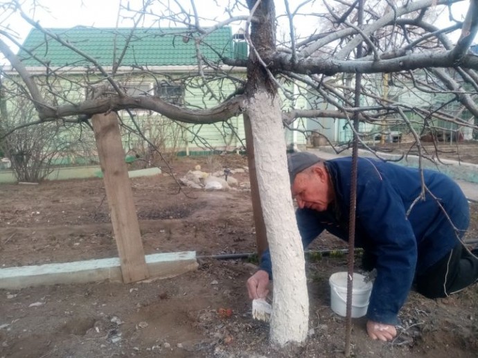 Это важно сделать с плодовыми деревьями весной