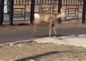 По Свободному прогулялась косуля
