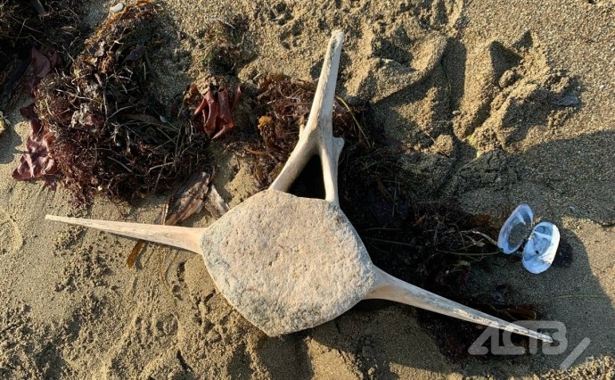 Останки гигантского морского животного обнаружили сахалинцы