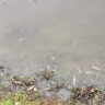 На Сейме в Курской области обнаружили массовую гибель рыбы