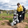 Более 100 тысяч деревьев посадили в Ярославской области в рамках акции «Сад памяти» в этом году