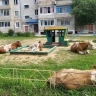 Жителей Шимановска возмутили коровы в песочнице