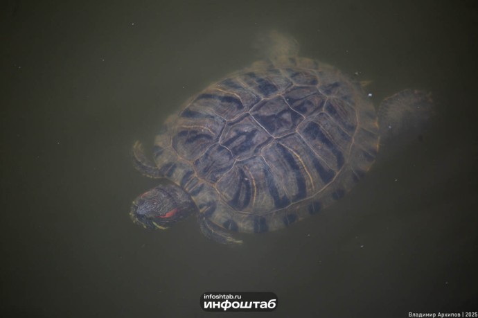Массовая гибель черепах произошла в Астраханской области