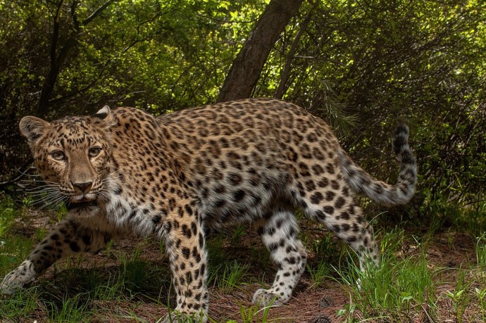 Земля леопарда увековечила память героев Хасана в новом кордоне Земля леопарда увековечила память героев Хасана в новом кордоне