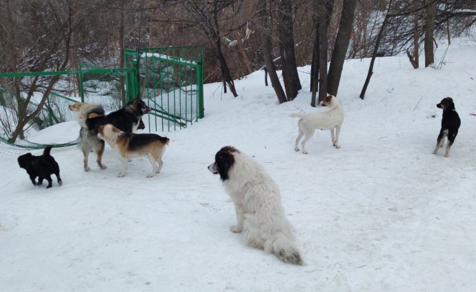 В Пензенской области нападение собак на ребенка дошло до Бастрыкина В Пензенской области нападение собак на ребенка дошло до Бастрыкина