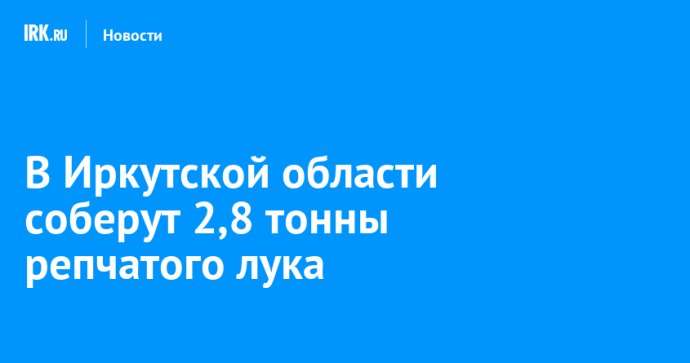 В Иркутской области соберут 2,8 тонны репчатого лука
