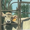 Московские ученые помогут улучшить костромских коров на генном уровне