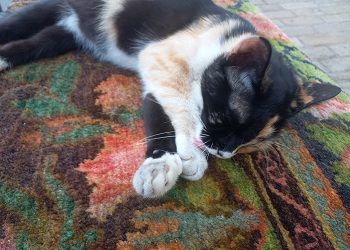 У Весов не будет ни минуты на отдых, Близнецам придется признать свою ошибку У Весов не будет ни минуты на отдых, Близнецам придется признать свою ошибку