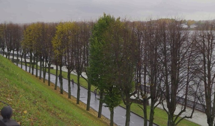 Ярославский биолог раскрыла секрет зеленой липы на Волжской набережной