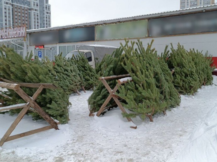 Новый год близко: стали известны адреса елочных базаров в Пензе