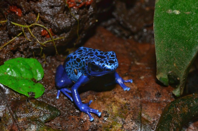 Синие лягушки твёрдо решили повысить рождаемость в Костроме
