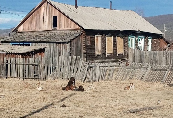 Сельчан в Бурятии пугают непонятные собаки