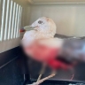 Настоящие живодёры: пьяные туристы расстреляли чайку в Приморье