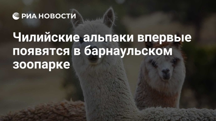 Чилийские альпаки впервые появятся в барнаульском зоопарке