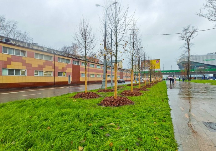 Более 700 деревьев высадят на Щелковском шоссе и ряде улиц на востоке Москвы