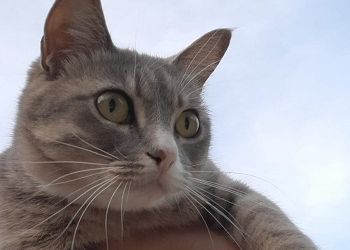 Тельцы решат любые проблемы, козырем Козерогов будет обезоруживающая честность Тельцы решат любые проблемы, козырем Козерогов будет обезоруживающая честность