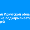 Жителей Иркутской области просят не подкармливать медведей
