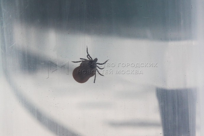 Роспотребнадзор напомнил о продолжении сезона активности клещей