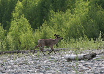 Компанию обязали выплатить ущерб дикой природе Приамурья в 1,9 миллиона