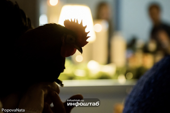 В Астраханской области хотят создать новую птицефабрику В Астраханской области хотят создать новую птицефабрику