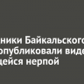 Сотрудники Байкальского музея опубликовали видео с охотящейся нерпой