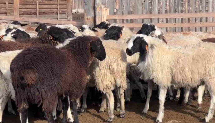 В Бурятию привезли баранов-производителей из Калмыкии
