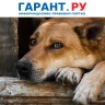 Жители МКД подали в суд на приютившую оставленную собаку соседку