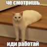 Котики против стресса: мемы с животными спасают психику