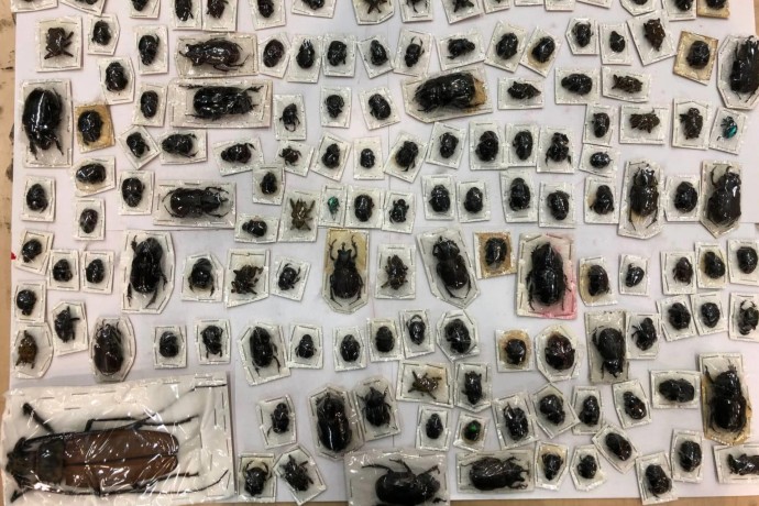 Таможенники Москвы обнаружили в посылках из Перу жуков длиной до 20 сантиметров