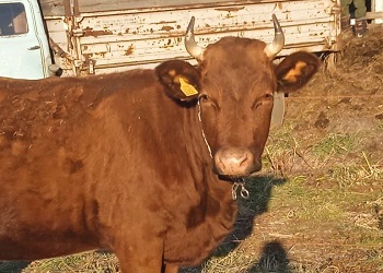 Корову редкой породы содержат фермеры из Белогорского округа