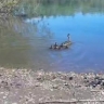 В Уфе спасатели помогли утке с утятами, которые пытались перейти дорогу