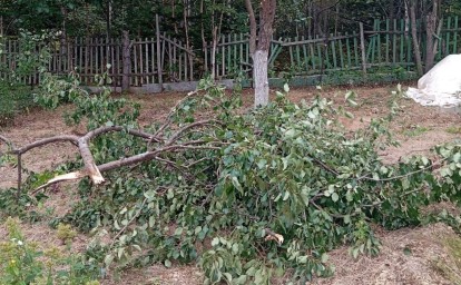 Сахалинцы боятся медведей и просят разрешить автобусам делать остановки по требованию