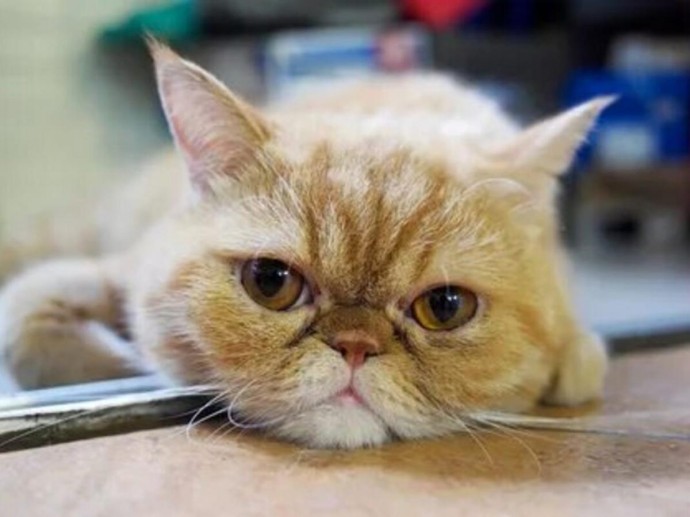 Забудьте про окрас и породу: главный секрет будущего характера котёнка хранит его мать